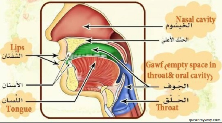 Makharij al Huruf Or Articulation Points